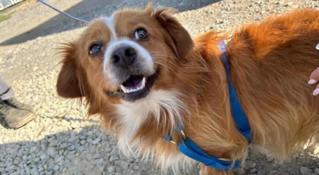 Bucureștiul și județul Ilfov continuă să fie centre active în eforturile de gestionare a populației de câini de animale de companie, prin campanii gratuite de sterilizare și microcipare destinate câinilor cu stăpân