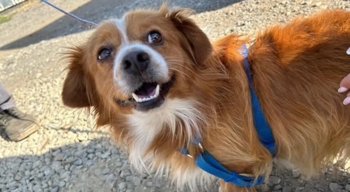 Bucureștiul și județul Ilfov continuă să fie centre active în eforturile de gestionare a populației de câini de animale de companie, prin campanii gratuite de sterilizare și microcipare destinate câinilor cu stăpân