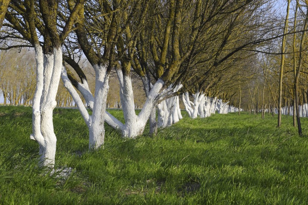 Perioada ideală pentru vopsirea pomilor fructiferi în primăvară și soluții pentru rezultate durabile