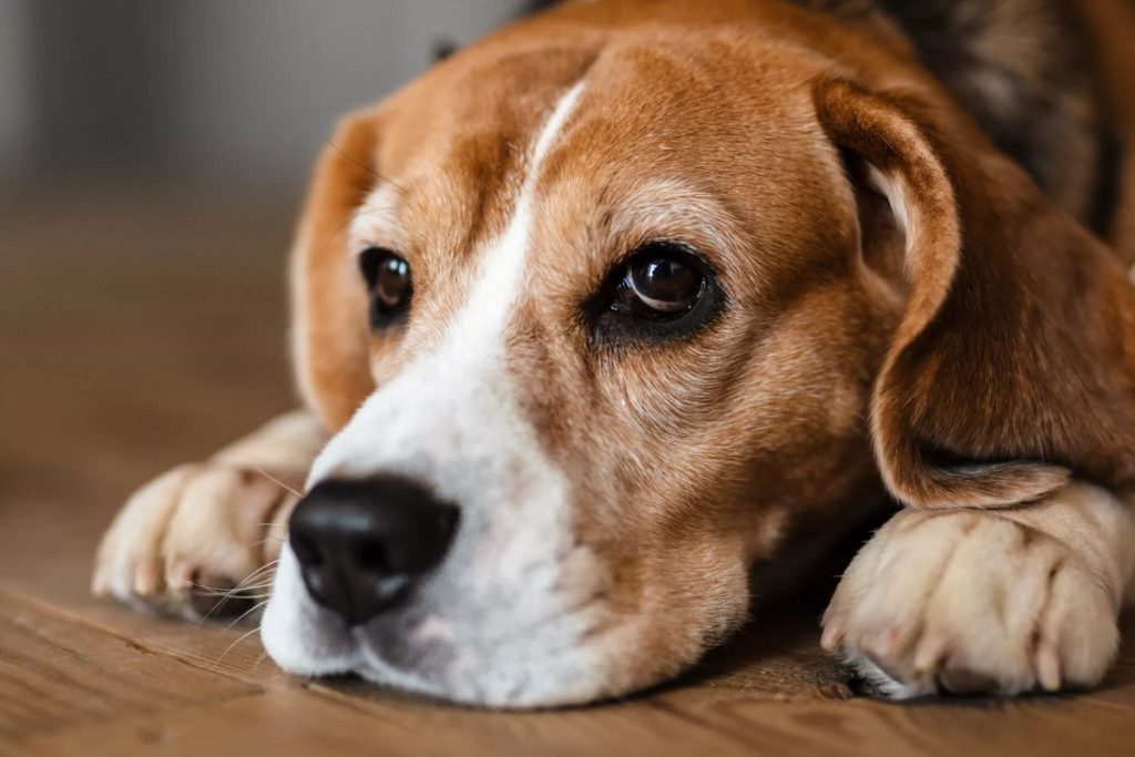 Într-o epocă în care iubirea pentru animale pare a fi tot mai accentuată și în care social media transformă interacțiunile cu patrupezii în adevărate spectacole online, un nou studiu aduce în prim-plan unele dintre cele mai importante greșeli pe care le fac proprietarii de câini atunci când vine vorba de comunicare cu prietenii lor patrupedți