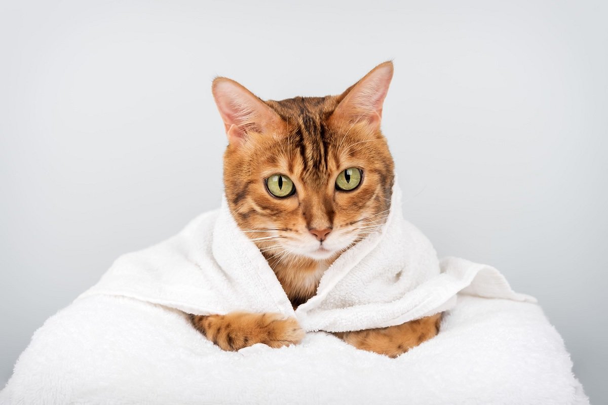 Rasele de pisici cele mai energice, mereu gata de joacă