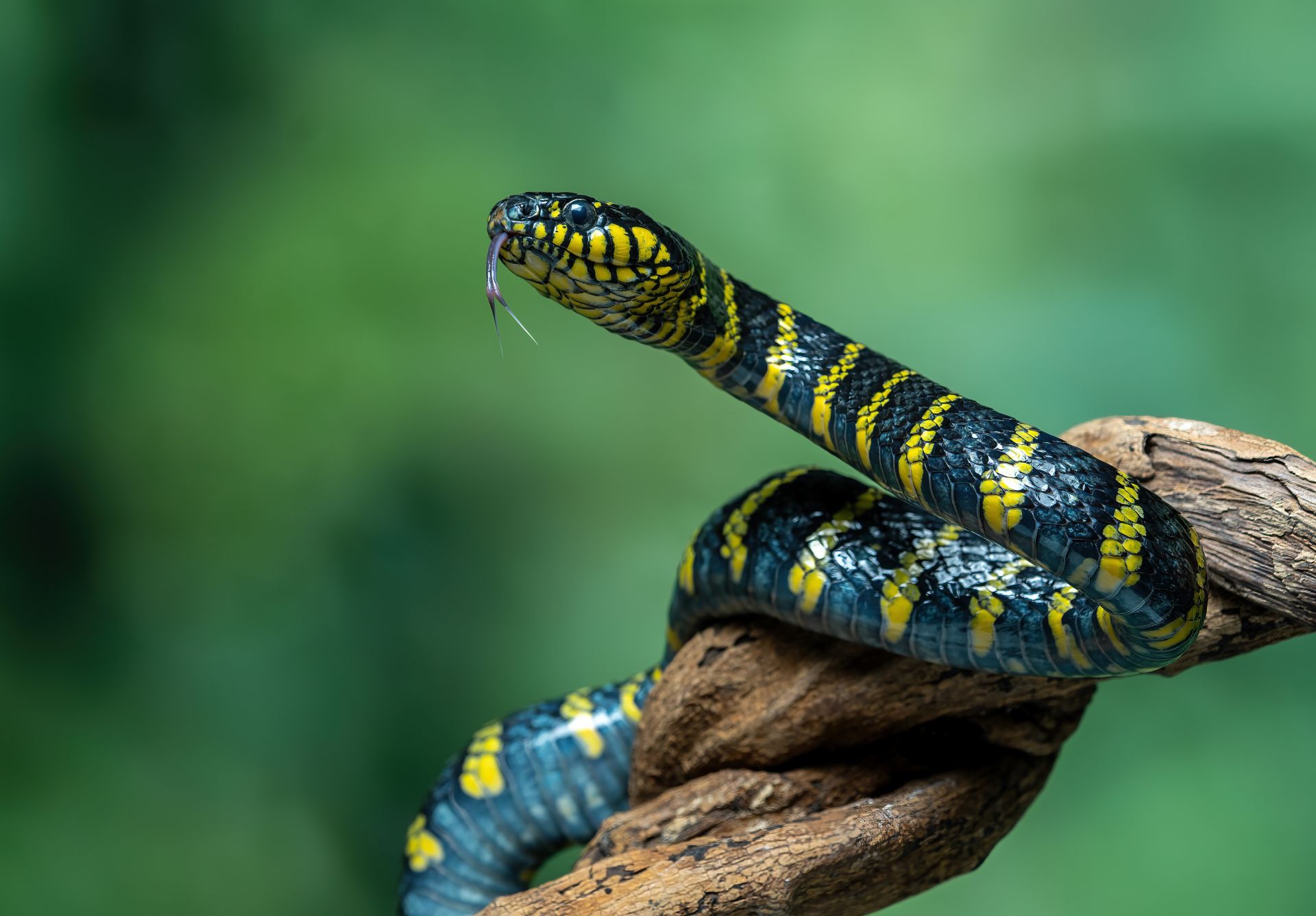 Revoluție în înțelegerea șerpilor: Cum reușesc aceste reptile să se ridice fără membre Șerpii, specii fara membre, au fascinat de-a lungul timpului atât biologii, cât și pasionații de natură, datorită adaptărilor lor remarcabile la mediul înconjurător