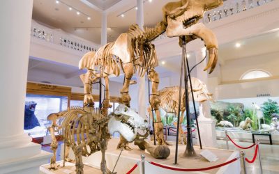 Muzeul Antipa își deschide porțile pe program de vară, aducând mai mult timp pentru explorarea minunilor naturale