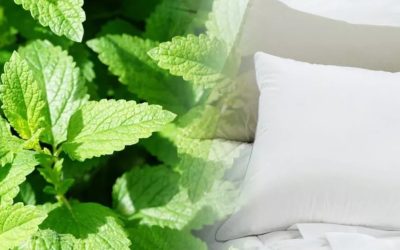 De-ce-sa-pui-cateva-frunze-de-menta-sub-perna-inainte-de-somn.-Europenii-folosesc-acest-truc-din-ce.jpeg - ReactiveNews
