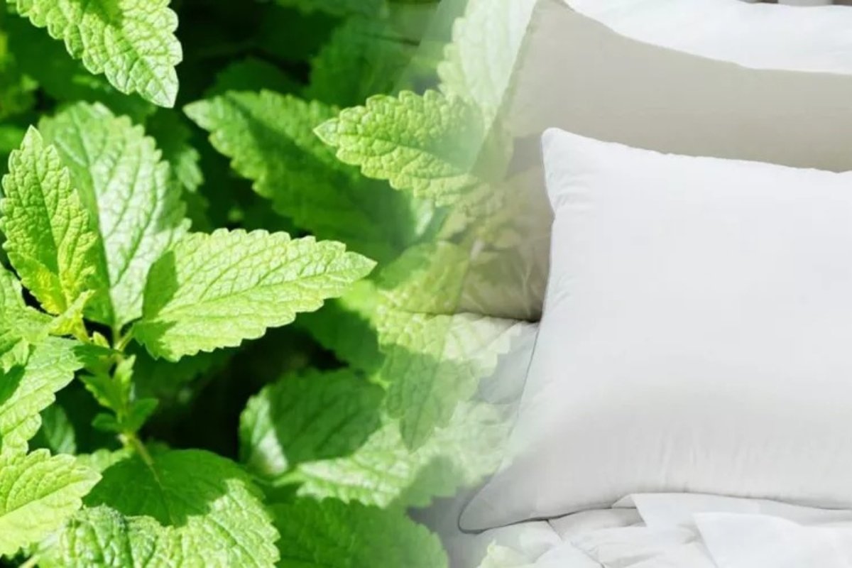 Un obicei simplu, dar tot mai popular în rândul celor care își doresc o odihnă mai profundă, pare să fie plasarea unei frunze de mentă sub pernă înainte de culcare