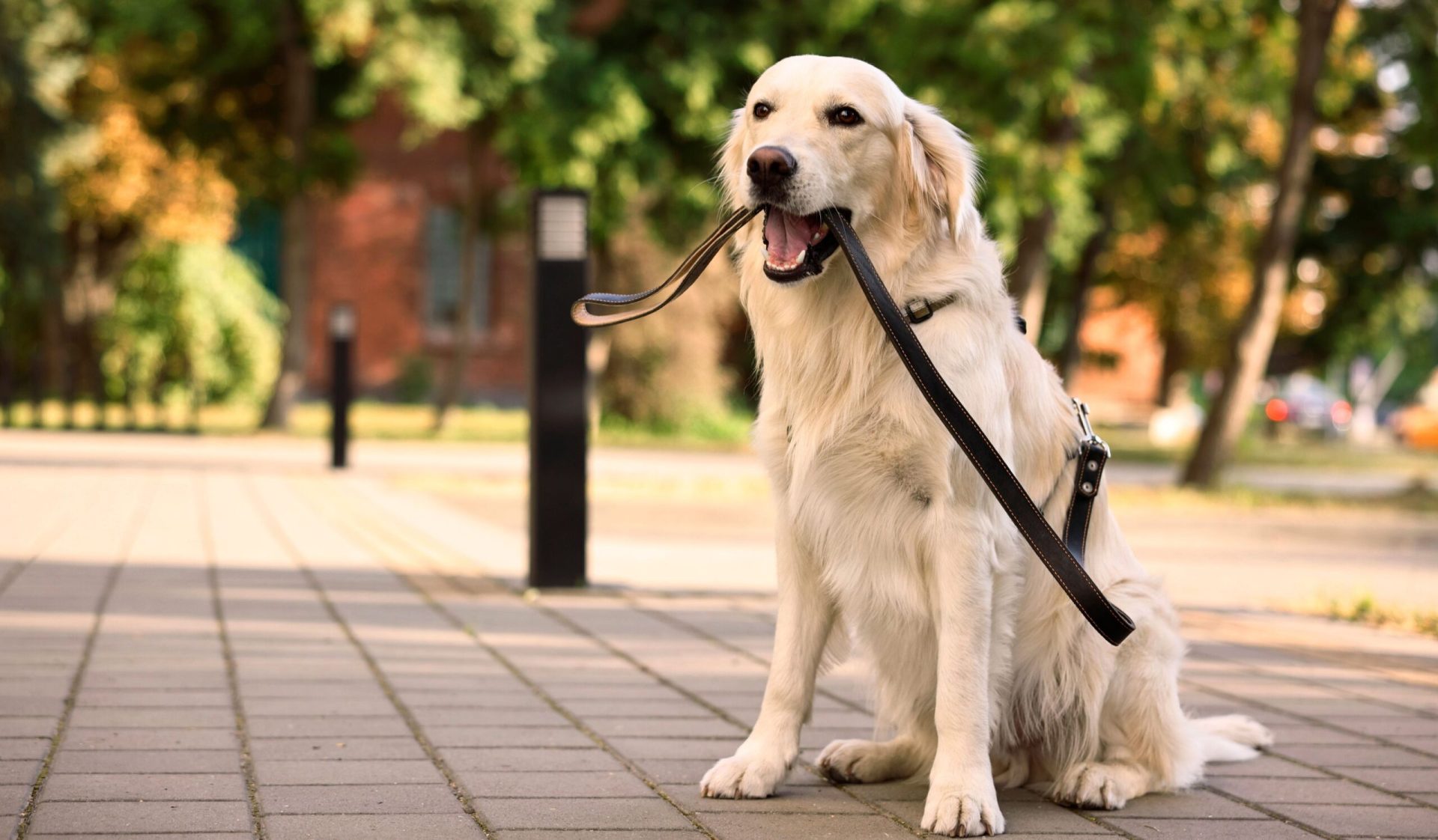 Un studiu revoluționar scoate la lumină conexiuni biologice uimitoare între Golden Retrieveri și oameni, confirmând faptul că aceste câini de companie ar putea împărtăși cu umanitatea nu doar afecțiune, ci și gene care influențează în mod direct emoțiile, anxietatea, inteligența și comportamentul lor