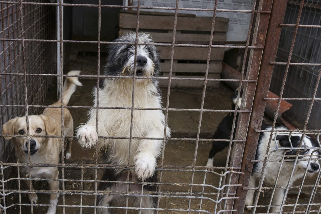 Coșmarul cainilor fără stăpân de la Vrancea, dezvăluit recent prin imagini șocante și dezvăluiri alarmante, scoate în evidență o situație devastatoare a gestionării animalelor abandonațe în mai multe localități din țară