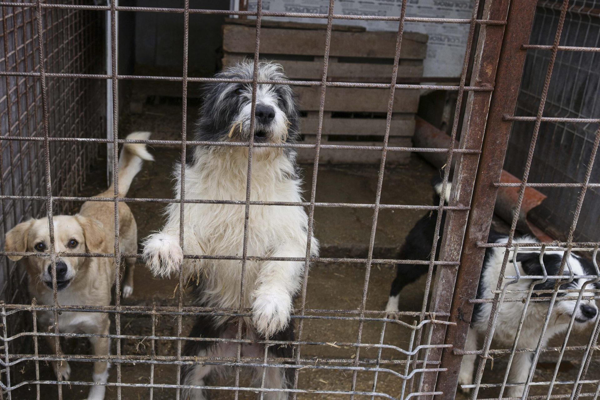Coșmarul cainilor fără stăpân de la Vrancea, dezvăluit recent prin imagini șocante și dezvăluiri alarmante, scoate în evidență o situație devastatoare a gestionării animalelor abandonațe în mai multe localități din țară