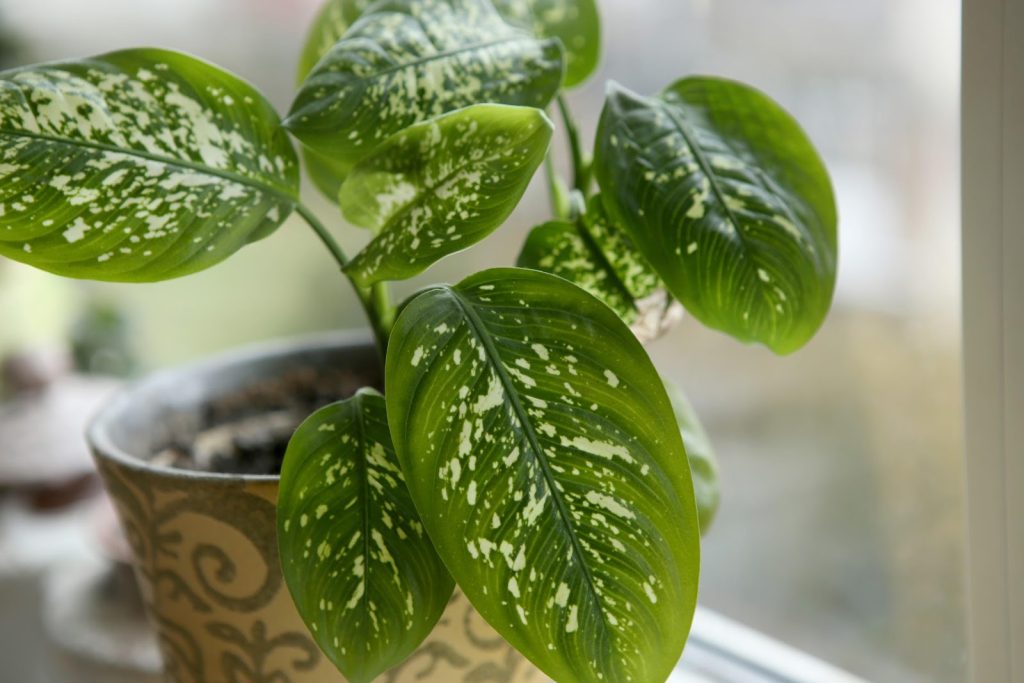 Plantele de interior pot transforma complet atmosfera unei locuințe, dar succesul lor depinde, în primul rând, de modul în care sunt poziționate față de lumină
