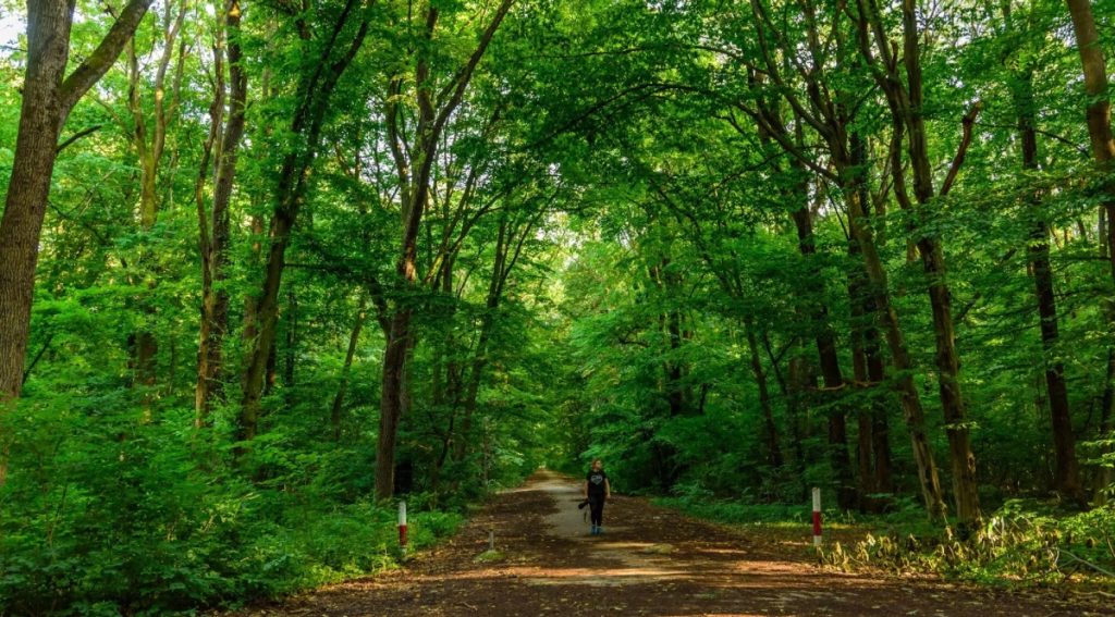 România a ratat ocazia de a planta aproape 18.000 de hectare de pădure prin fonduri europene destinate programului Planul Național de Redresare și Reziliență (PNRR)