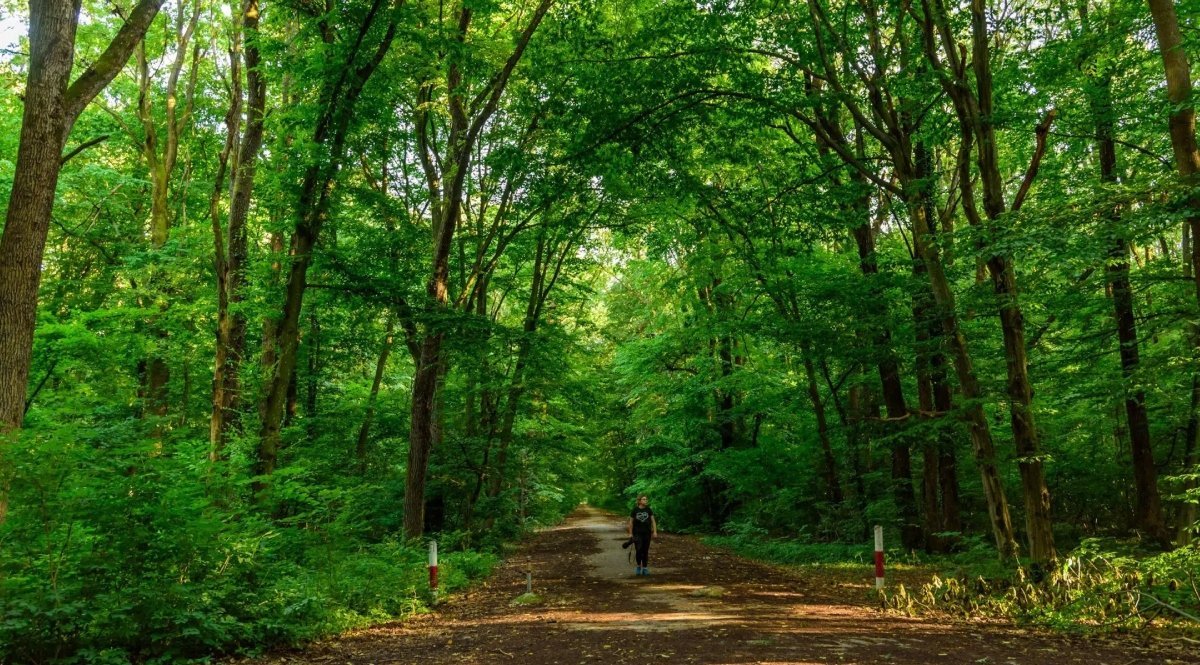 România a ratat ocazia de a planta aproape 18.000 de hectare de pădure prin fonduri europene destinate programului Planul Național de Redresare și Reziliență (PNRR)