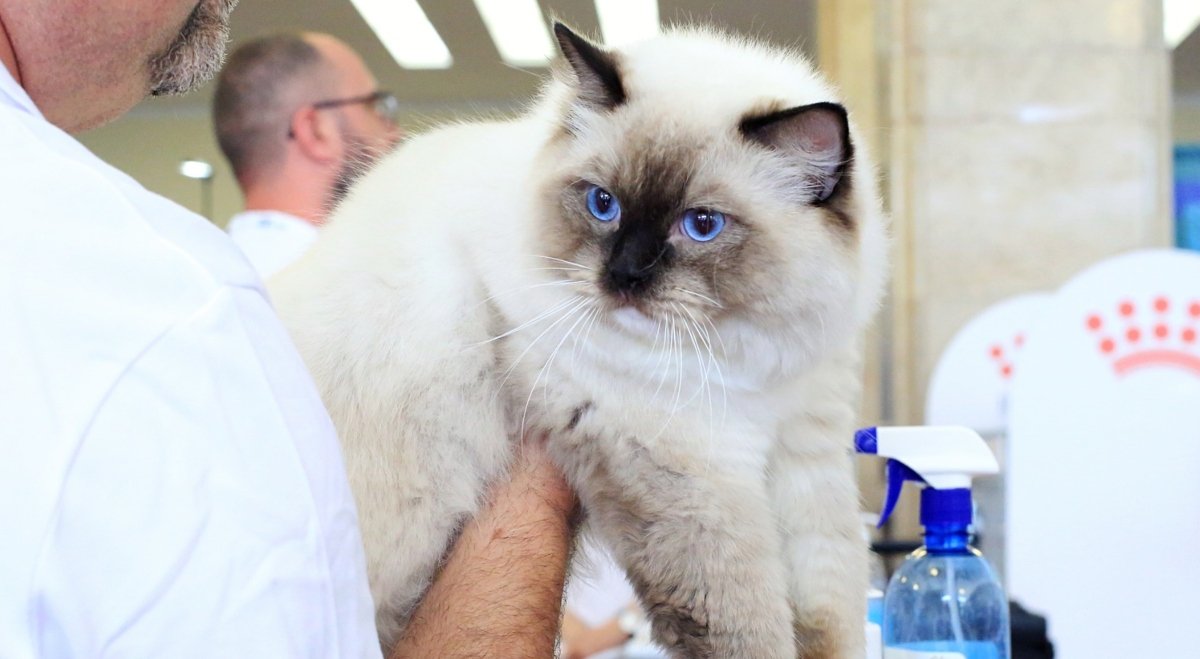 Bucureștiul se pregătește pentru două evenimente de excepție dedicate iubitorilor de animale și feline deopotrivă, aducând în prim-plan cele mai frumoase și bine îngrijite exemplare ale acestor feline