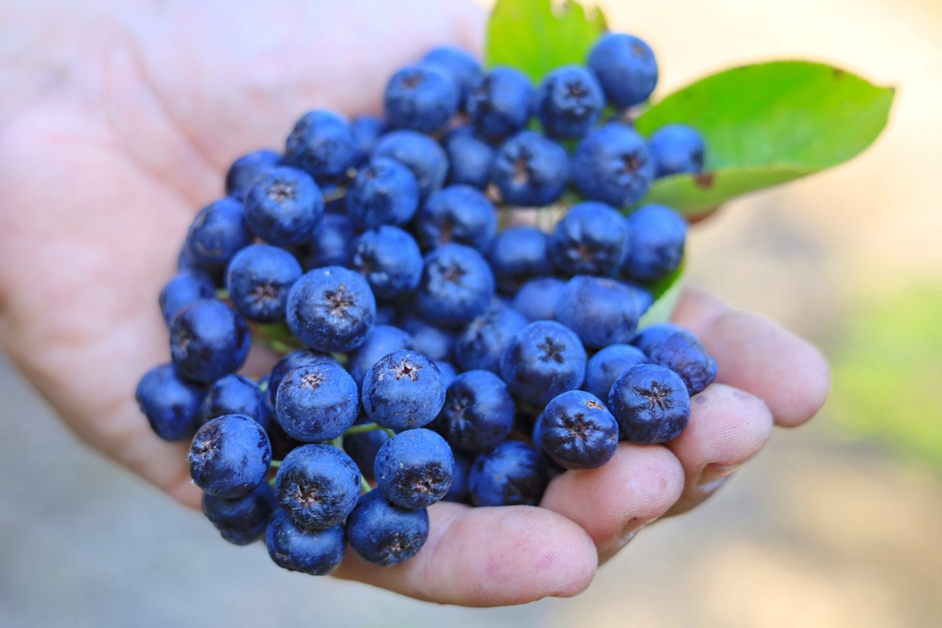 Alimentele obișnuite, considerate odinioară banale sau demodate, pot aduce beneficii neașteptate dacă le redescoperim și le integra în diversitatea alimentației zilnice