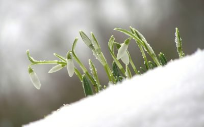 Primele zile de martie, între temperaturi de -25 de grade și vreme „de tricou” – Care sunt recordurile meteo ale începutului de primăvară