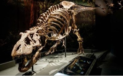 Tyrannosaurus-Rex-e1619009948244.jpg - ReactiveNews