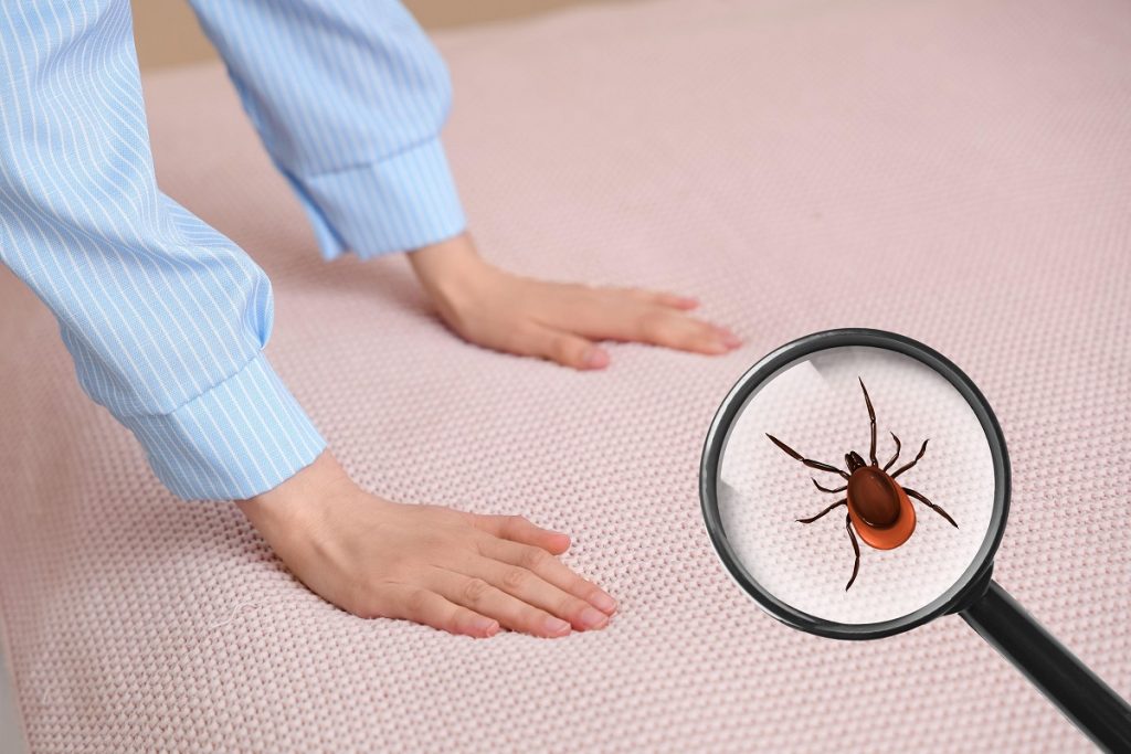 Ploșnițele, insecte parazite din ce în ce mai frecvent întâlnite în locuințele din România, reprezintă o provocare pentru mulți proprietari, mai ales dacă infestarea este depistată târziu
