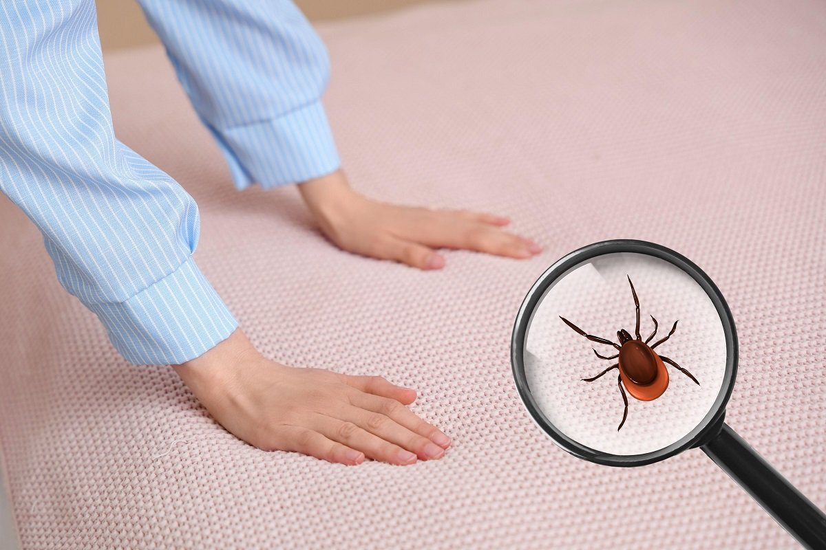 Ploșnițele, insecte parazite din ce în ce mai frecvent întâlnite în locuințele din România, reprezintă o provocare pentru mulți proprietari, mai ales dacă infestarea este depistată târziu