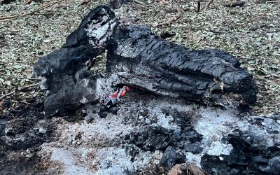 WhatsApp-Image-2024-07-24-at-20.45.46.jpeg - ReactiveNews