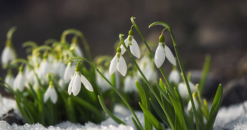 Meteorologii avertizează că, după o perioadă de zile cu vreme plăcută și temperaturi de primăvară, există posibilitatea ca în luna martie să ne confruntăm cu un nou episod de iarnă, însă de scurtă durată