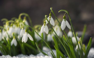 Meteorologii avertizează asupra unui nou episod de iarnă în martie, de scurtă durată