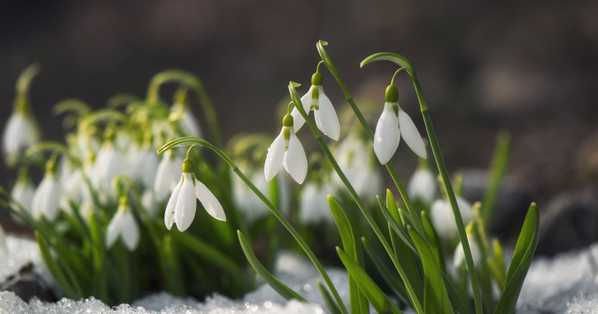 Meteorologii avertizează că, după o perioadă de zile cu vreme plăcută și temperaturi de primăvară, există posibilitatea ca în luna martie să ne confruntăm cu un nou episod de iarnă, însă de scurtă durată