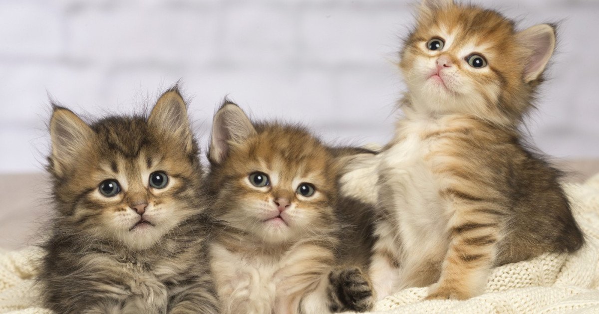 Pisicile pot deveni aliați neașteptați în lupta împotriva cancerului la oameni, după ce un studiu internațional a scos la iveală descoperiri revelatoare despre ADN-ul tumorilor feline