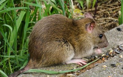 animal-world-3552300_1280.jpg - ReactiveNews