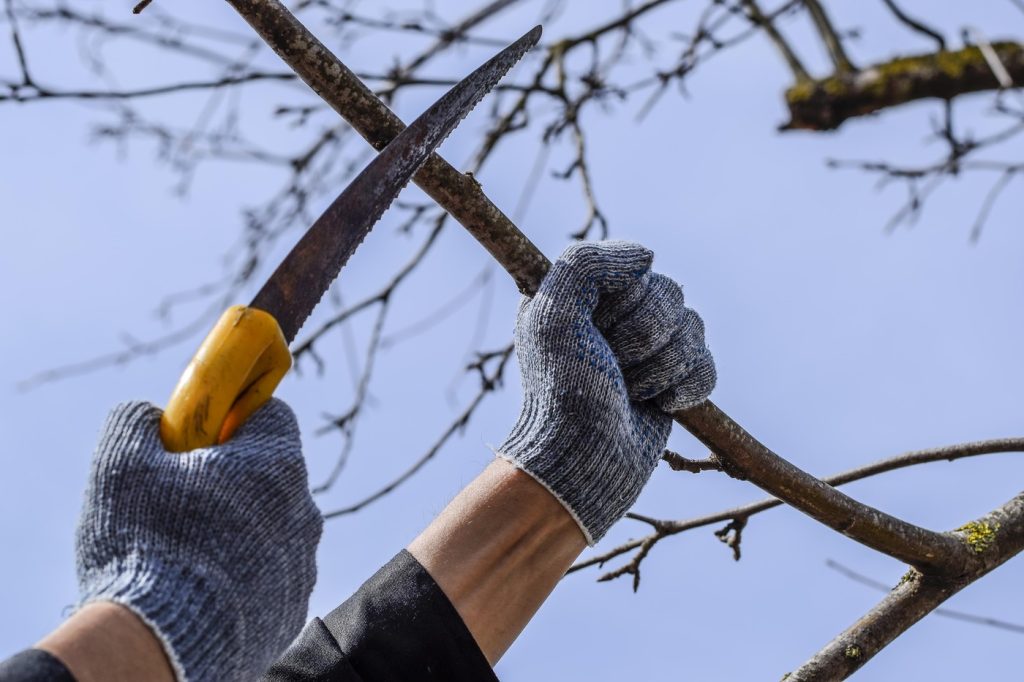 Primăvara este anotimpul în care grădinile prind viață, iar momentul tunderii arbuștilor devine o alegere crucială pentru sănătatea și frumusețea plantelor