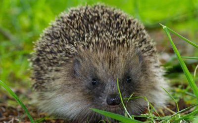 arici-scaled.jpg - ReactiveNews