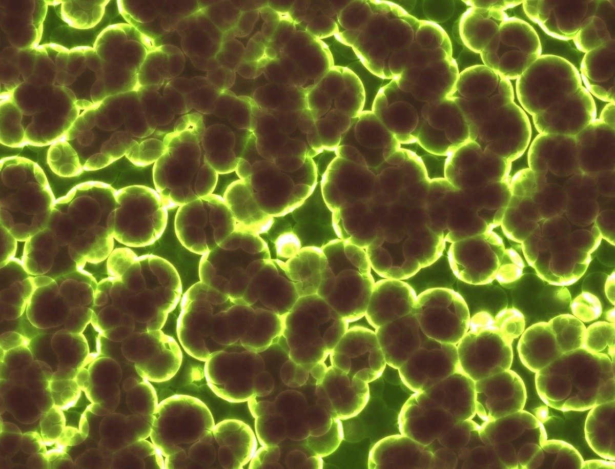 O descoperire surprinzătoare în lumea științei: bacterii din Antarctica pot supraviețui în medii extreme, consumând gaze din atmosferă și rezistând la variații extreme de temperatură Unul dintre cele mai interesante și spectaculoase rezultate ale cercetărilor recente din domeniul microbiologiei vine de la ochiul înghețat al planetei noastre