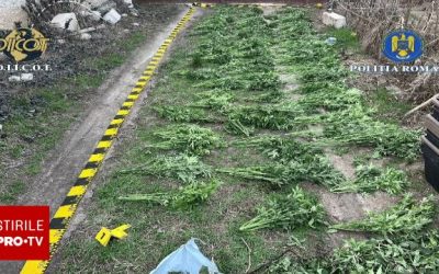 Arad: Cultivare masivă de cannabis, trei suspecți arestați