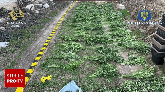 Arad: Cultivare masivă de cannabis, trei suspecți arestați