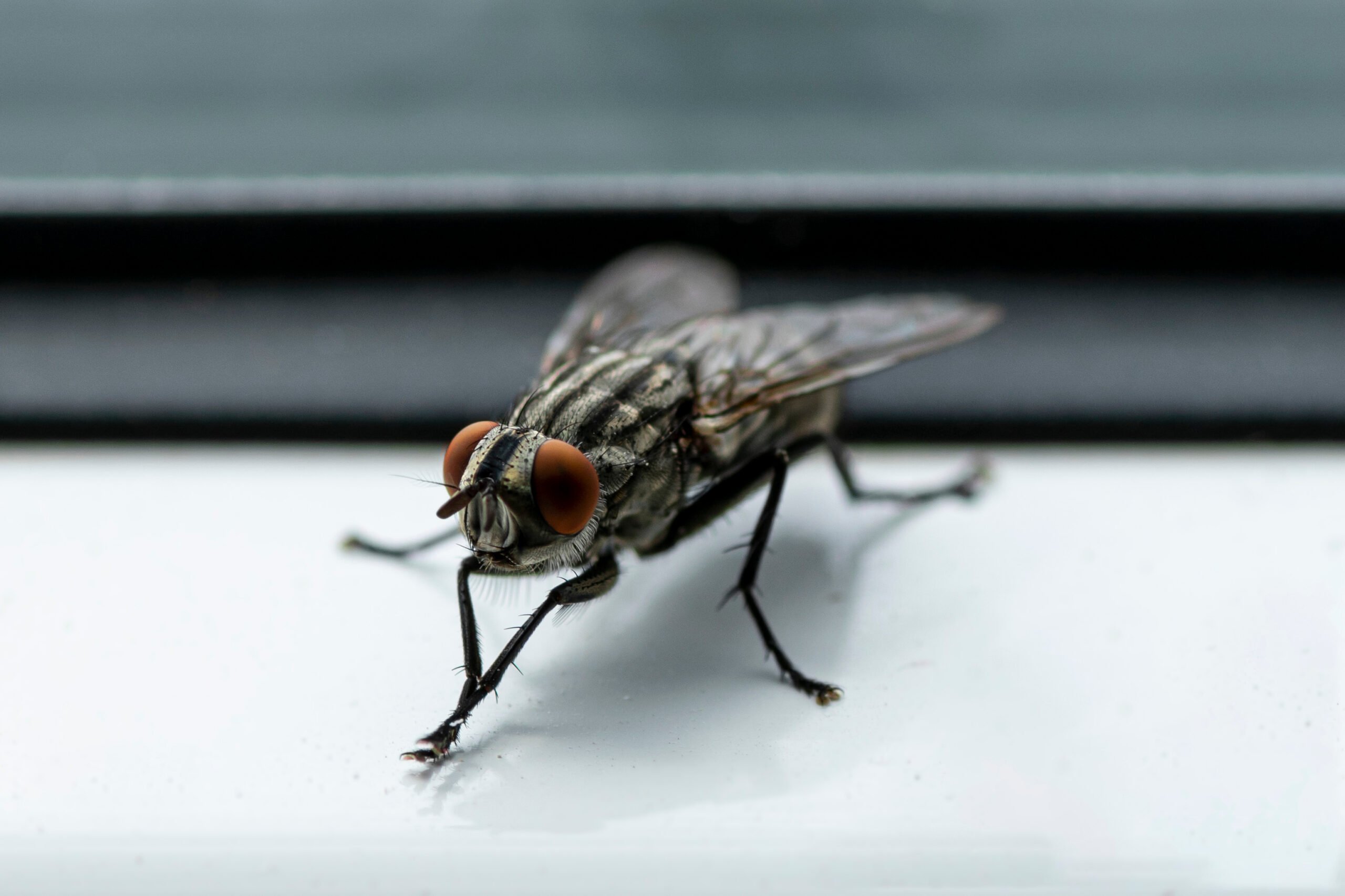 De ce muștele își freacă picioarele: un comportament normal, plin de curiozități biologice Probabil că oricine a observat măcar o dată o mușcă în timp ce se freacă „picioarele” din față, cu un aer suspicios, precum un mic agent secret în devenire