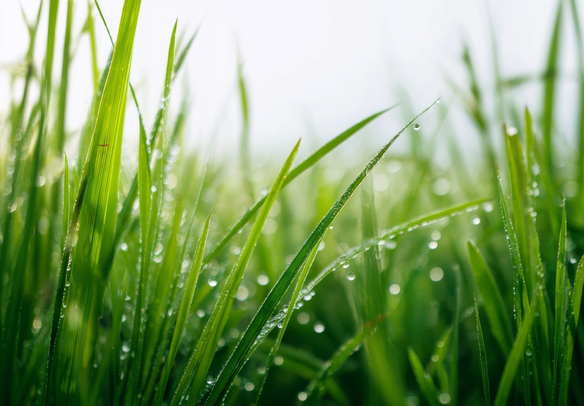 Test de cultură generală: De ce are iarba culoarea verde