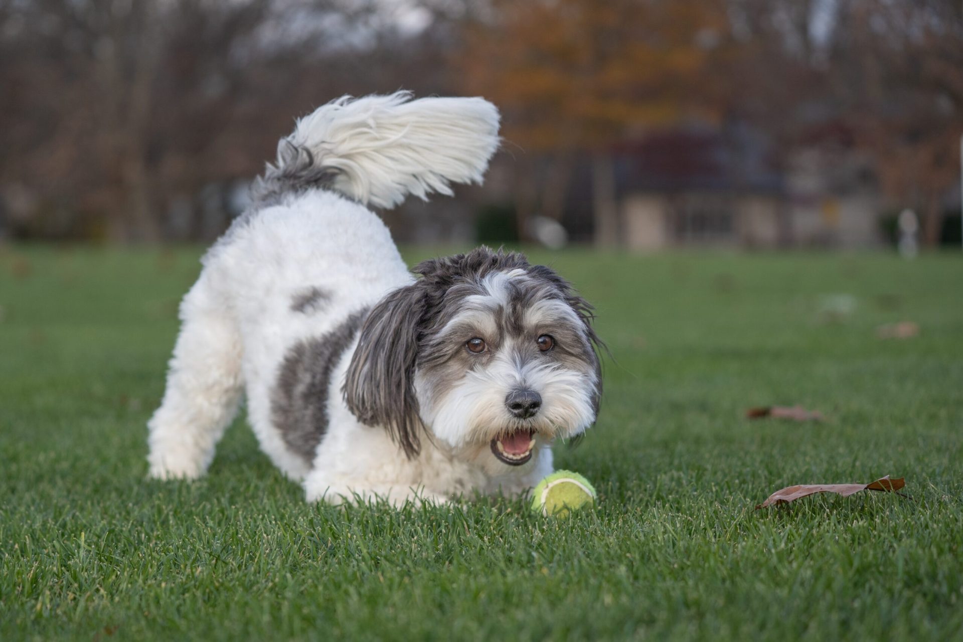 Ce semnale transmite un câine când evită privirea stăpânului?