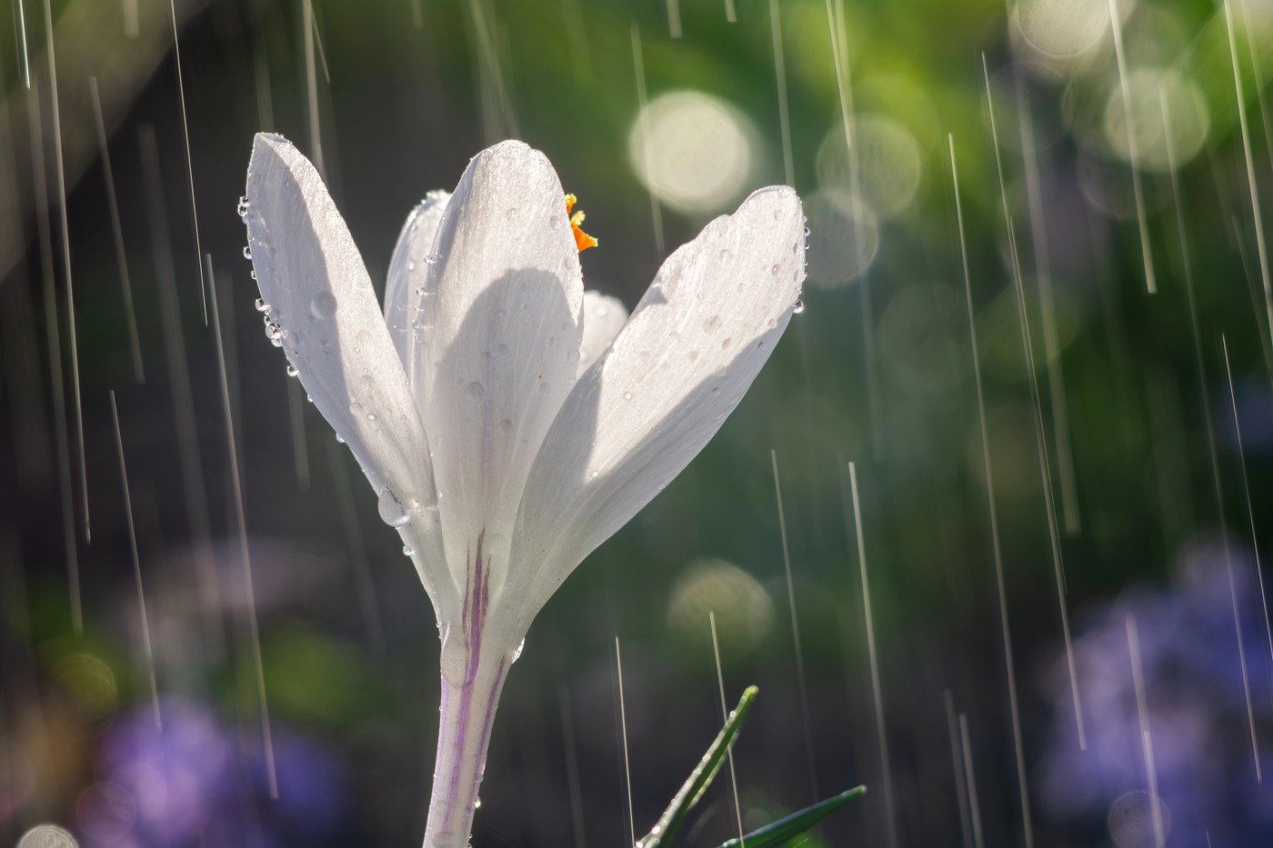 Primăvara începe cu temperaturi mai blânde decât cele specifice pentru această perioadă în România, iar spre surprinderea multora, vremea se menține însorită și relativ caldă pentru începutul martie