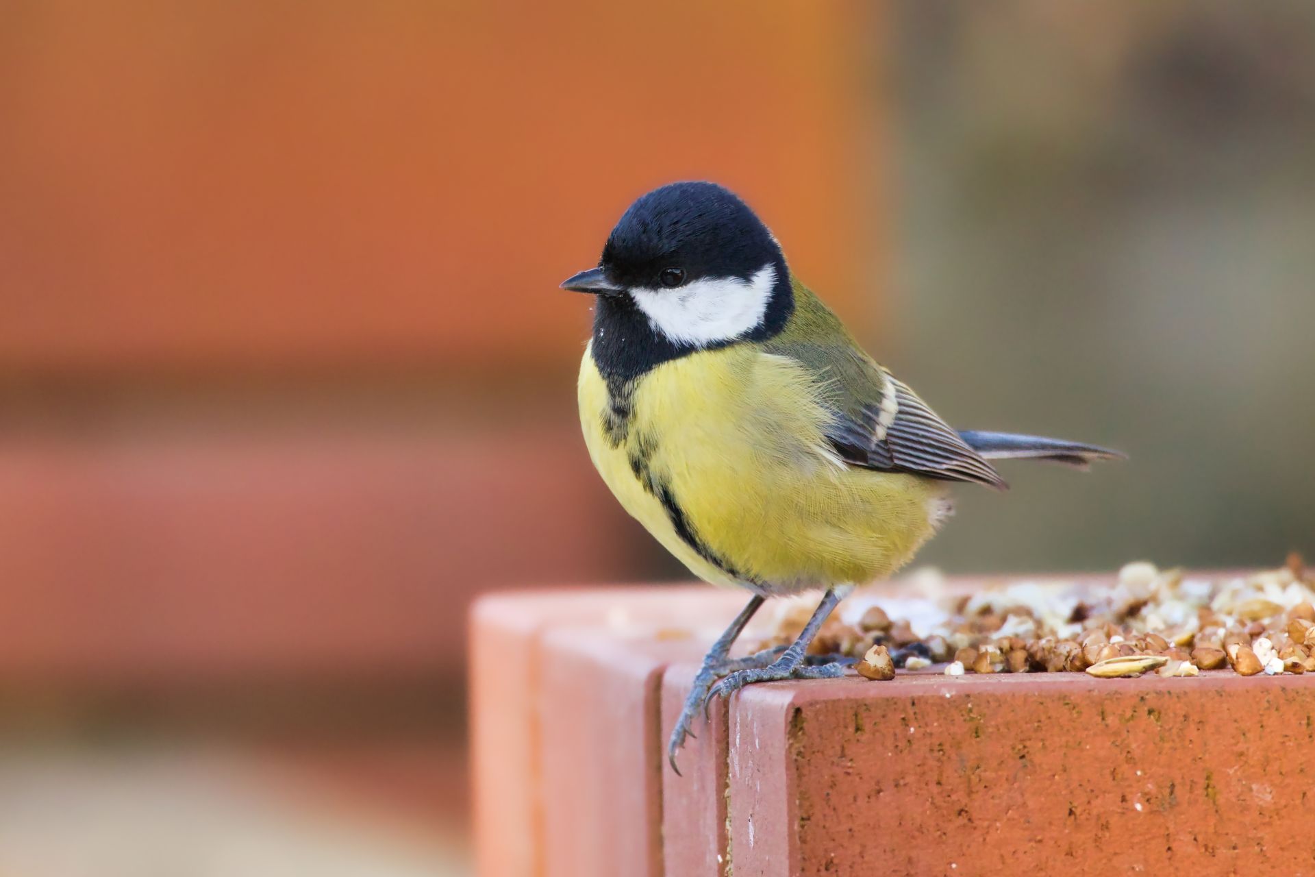 Un obicei aparent simplu, care presupune observarea păsărilor sau învățarea unei limbi străine, poate avea un impact surprinzător de puternic asupra sănătății creierului pe termen lung