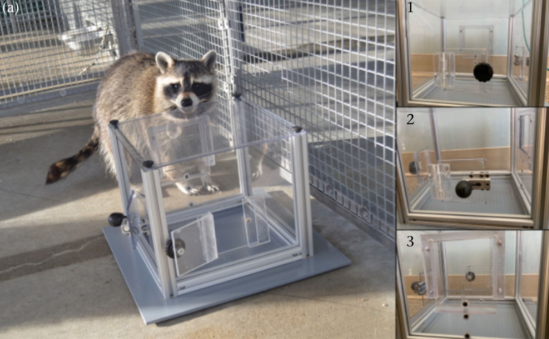 Ratonii, mai inteligenți decât par? Studiu revelator despre comportamentul lor explorator Ratonii au fost întotdeauna percepuți ca animale șmechere, cunoscute pentru năzbâtiile lor și pentru talentul de a găsi soluții rapide pentru a scoate tot ce le iese în cale din tomberoane sau pentru a sparge bănci improvizate