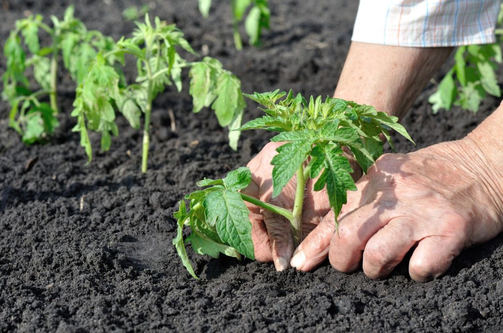 Momentul ideal pentru plantarea roșiilor: când să-ți începi grădinăritul pentru o recoltă de succes Primăvara aduce entuziasmul de a lucra pământul, de a planta primele răsaduri și de a vedea cum natura renaște