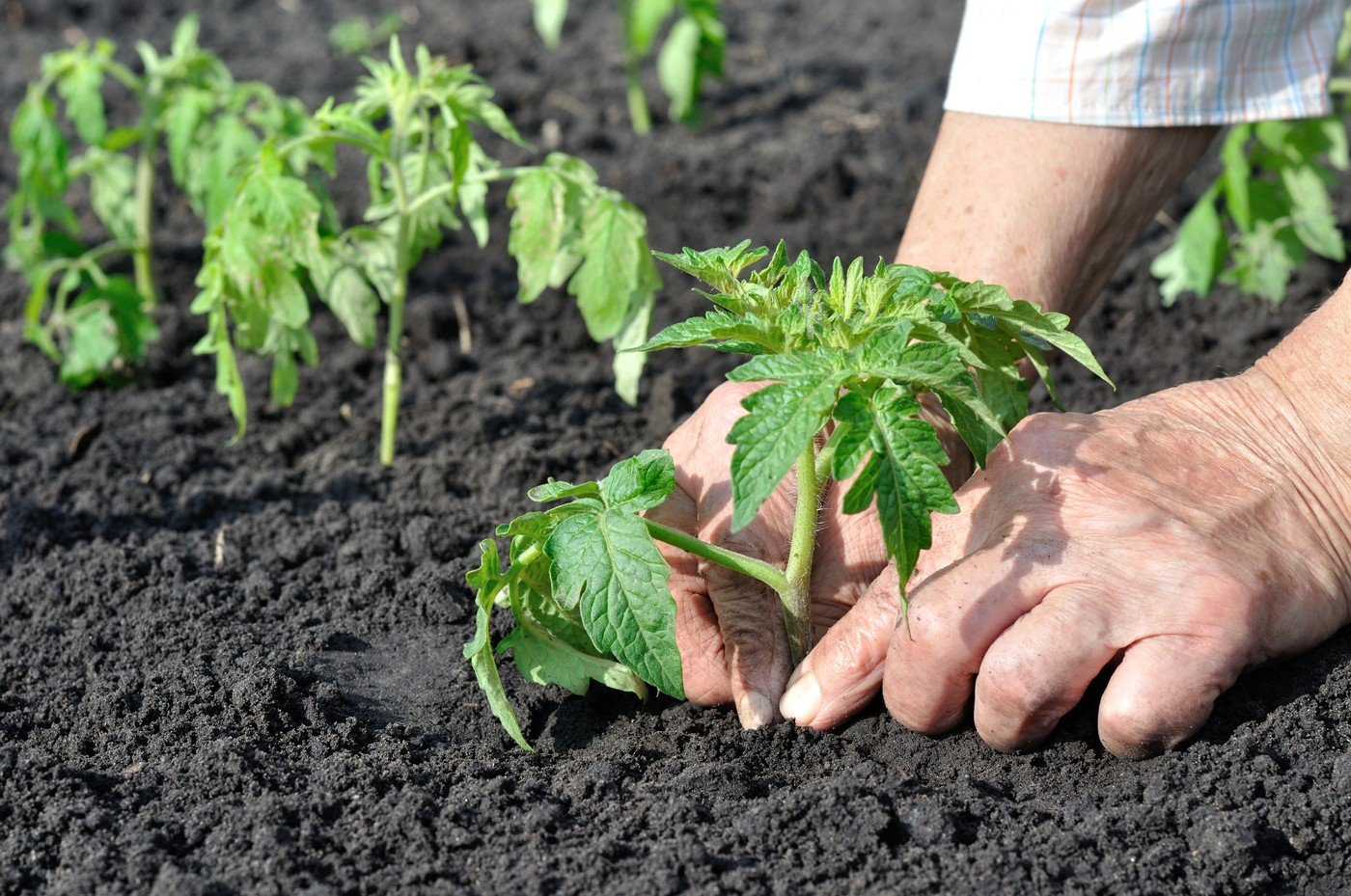 Momentul ideal pentru plantarea roșiilor: când să-ți începi grădinăritul pentru o recoltă de succes Primăvara aduce entuziasmul de a lucra pământul, de a planta primele răsaduri și de a vedea cum natura renaște
