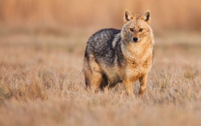 sacal-marius-iancu.jpg - ReactiveNews