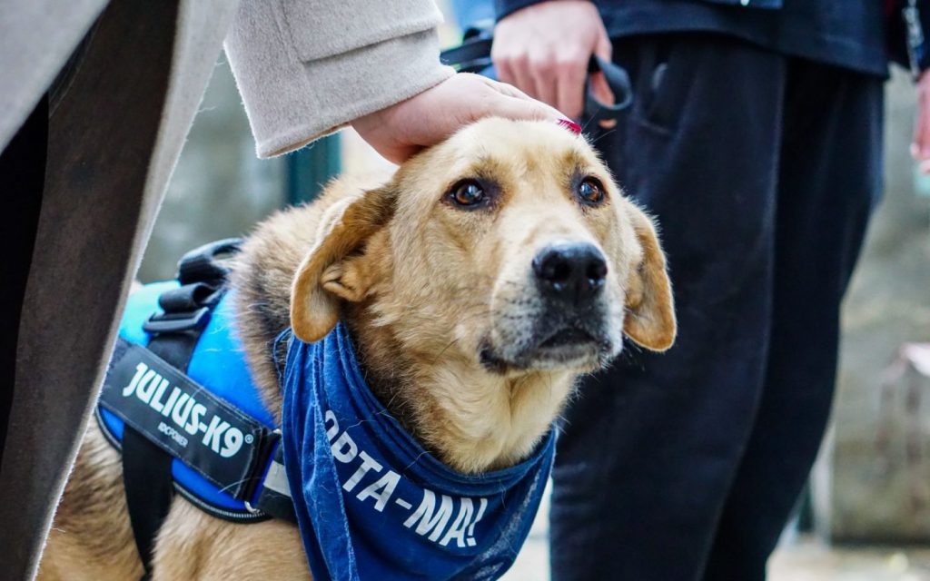 Târguri de adopție pentru animale de companie: o oportunitate pentru iubitorii de animale și un pas înainte pentru Adăpostul Odăi Primăvara începe în forță la Romexpo, unde se desfășoară evenimente menite să pună în lumina reflectoarelor nevoia de adopție a animalelor fără stăpân, dar și responsabilitatea de a le oferi o viață mai bună