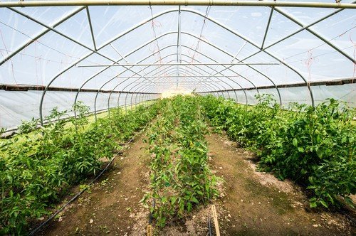 Plantarea răsadurilor de tomate și ardei în solar reprezintă un moment crucial pentru orice legumicoltori, iar respectarea temperaturilor optime de sol și aer poate face diferența între o recoltă bogată și o cultură cu probleme