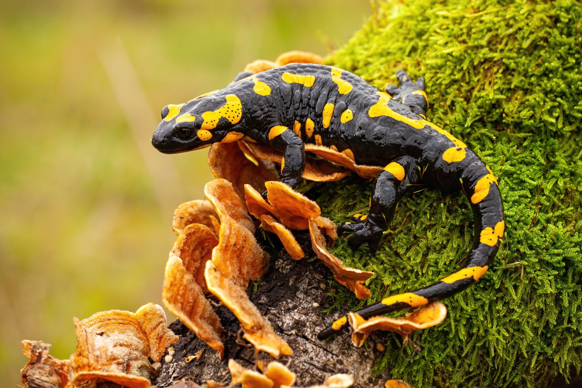 De ce unele salamandre preferă frigidul? Descoperiri recente arată că adaptabilitatea acestor amfibieni la temperaturi scăzute are la bază o diferență subtilă la nivelul unui canal din neuronii senzoriali, un detaliu care poate rescrie înțelesurile despre evoluția răspunsului animalelor la mediul înconjurător