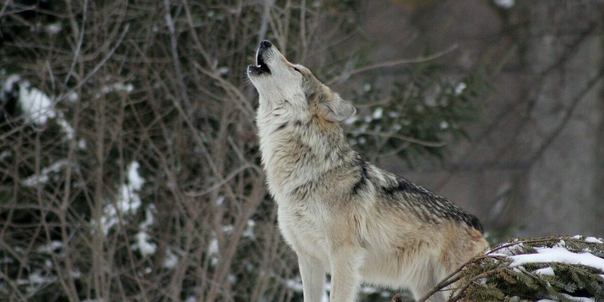 wolf-g78cf62d28_1280-e1673363293135.jpg - ReactiveNews