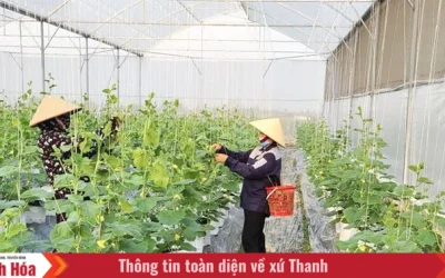 O inițiativă locală din Thanh Hoa, Vietnam, contribuie semnificativ la dezvoltarea agriculturii comerciale prin investiții în tehnologii moderne și promovarea conexiunilor între producători și piețe