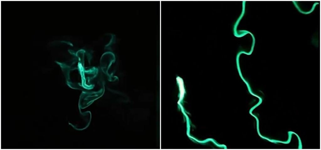 Viermi de foc bioluminiscenți „aprind” oceanul la Long Beach, SUA. Imagini VIRALE