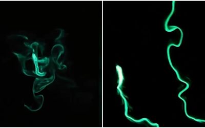 Viermi de foc bioluminiscenți „aprind” oceanul la Long Beach, SUA. Imagini VIRALE