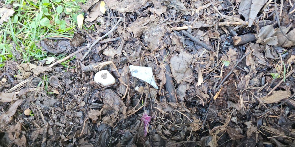 Primăria Sectorului 3 distribuie compost gratuit din deșeuri organice