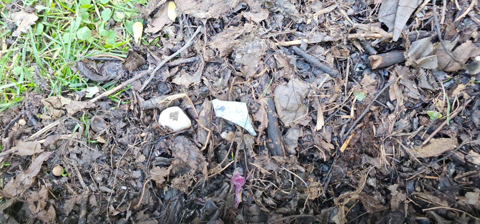 Reclamații ale cetățenilor despre compostul distribuit de Primăria Sectorului 3 Primăriasectorului 3 a anunțat recent că distribuie compost gratuit pentru grădinile blocurilor, însă locuitorii din zonă semnalează probleme cu calitatea acestuia